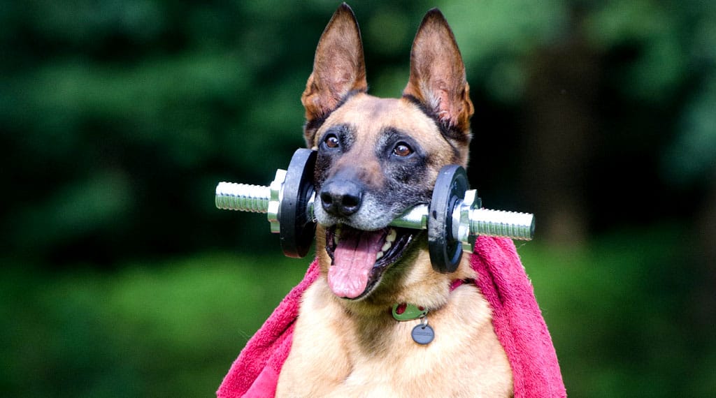 Sports de traction canine : préparation physique