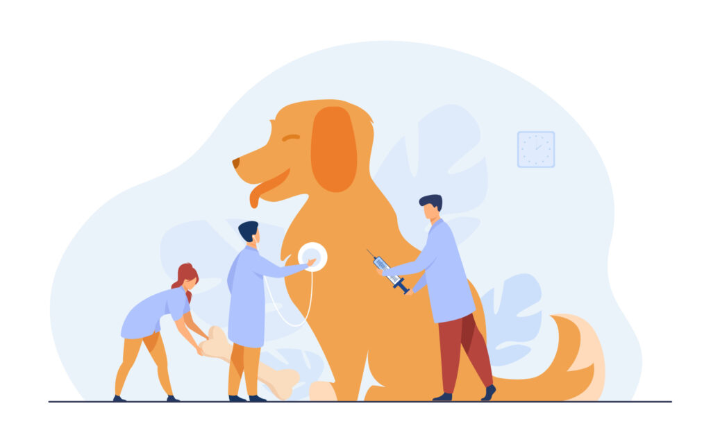 évaluation vétérinaire avant de commencer un sport canin