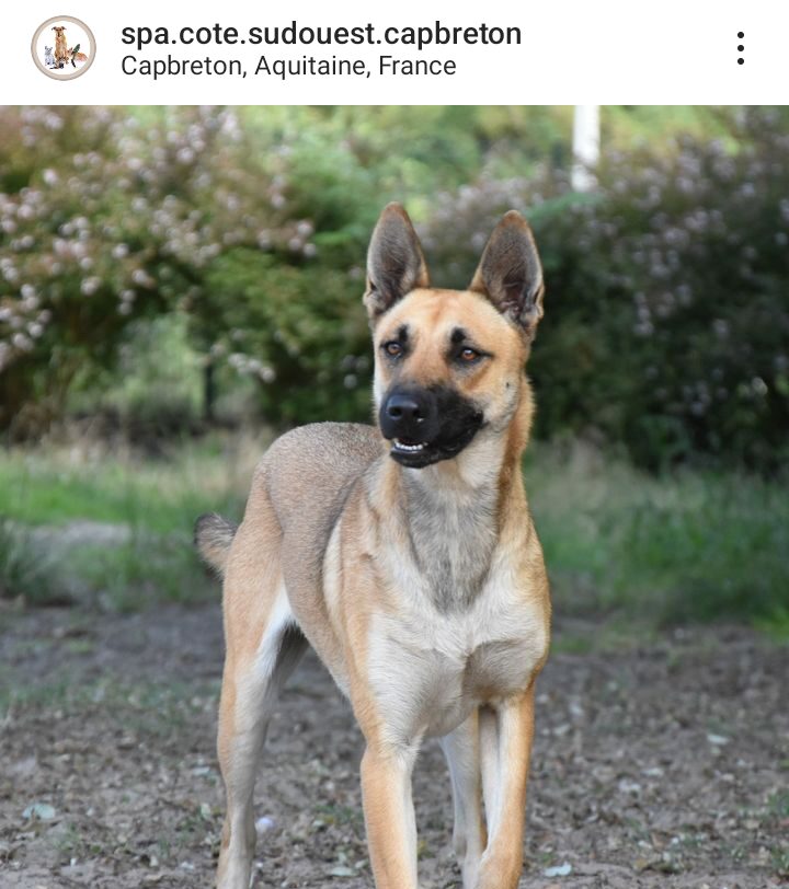 adopter un chien