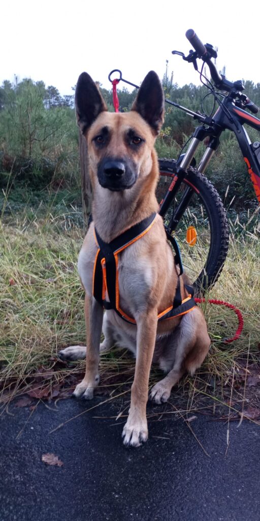 cani-VTT entraînement