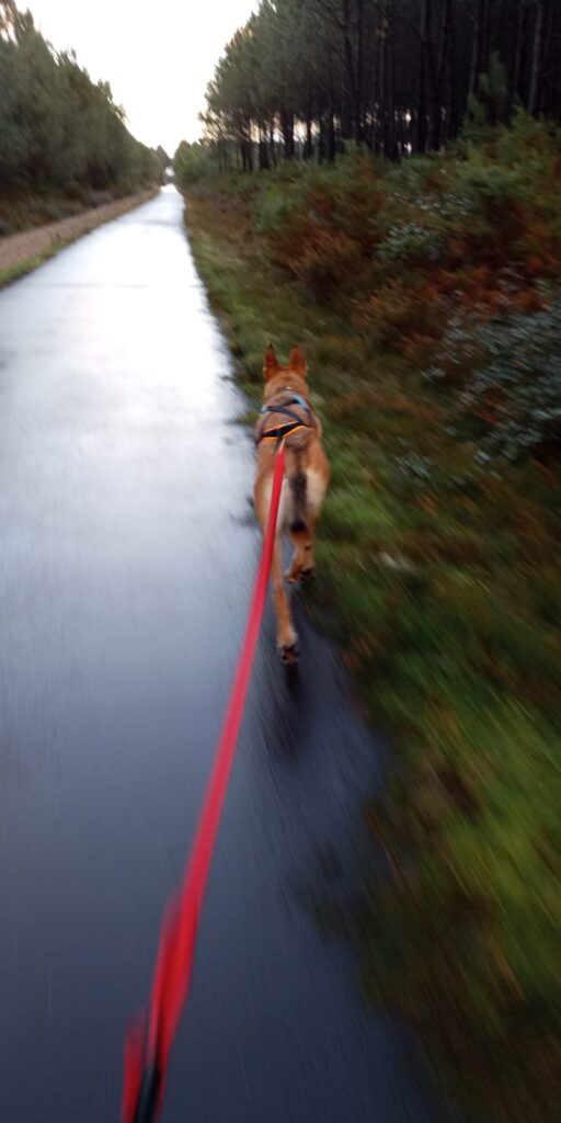 Canicross : entraînement léger