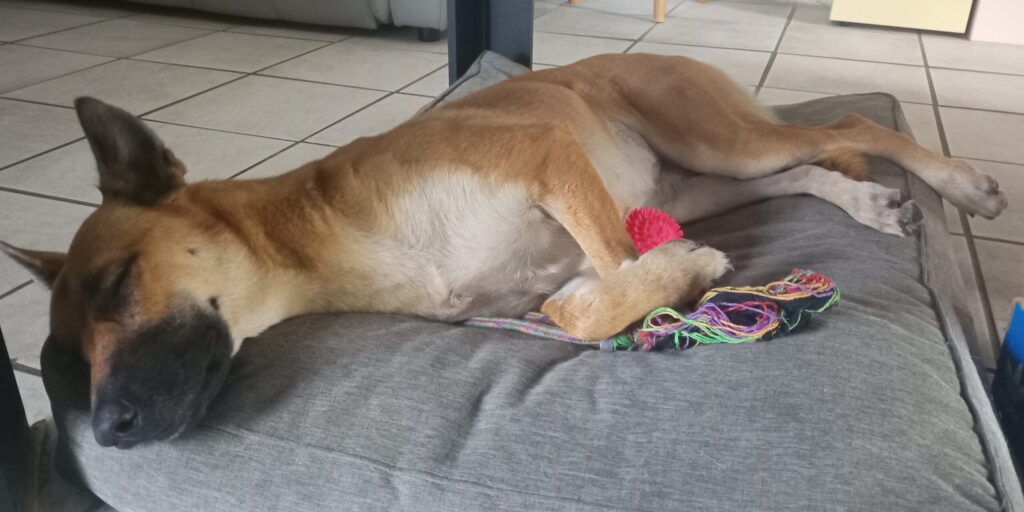 Malinois serein, chien sportif endormi