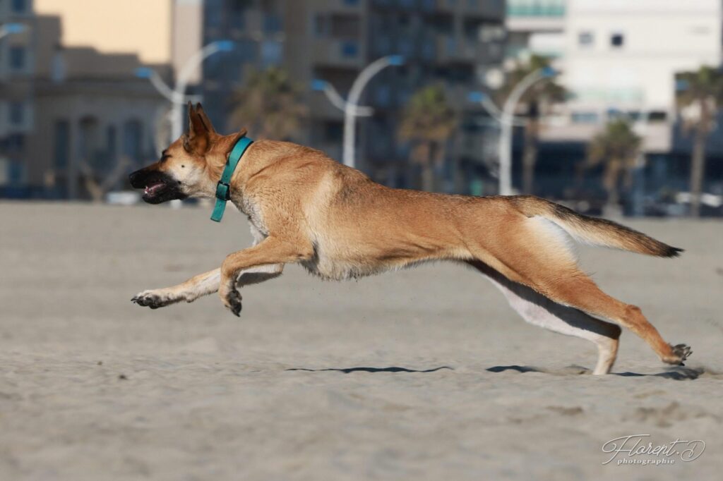 Malinois puissance et douceur , un complice sportif.