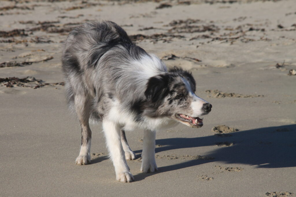 Border collie couleur bleu merle le roi de l'agility