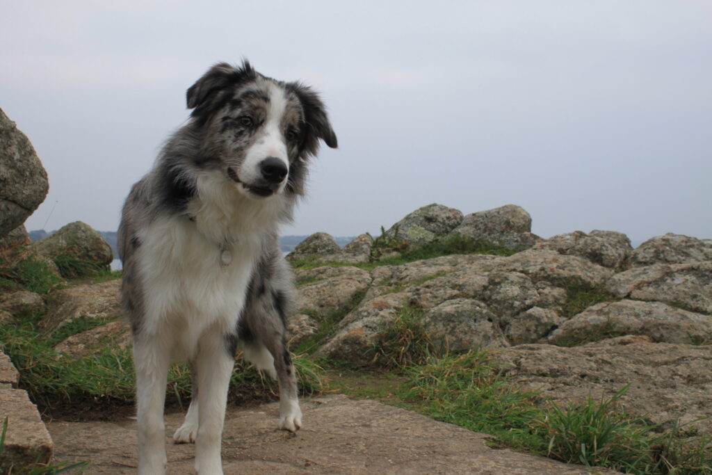 Border collie attentif et curieux en cani-randonnée