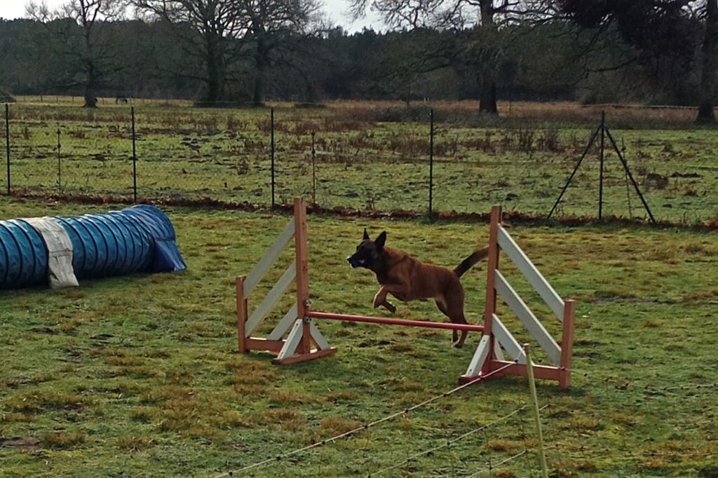 Chien en plein saut lors d'un parcours d'agility en plein air
