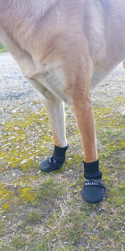 Bottine / chaussette pour protéger les coussinets du chien sportif