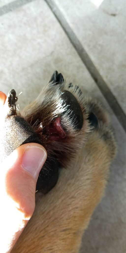 Blessure coussinet : kit de secours cani-VTT