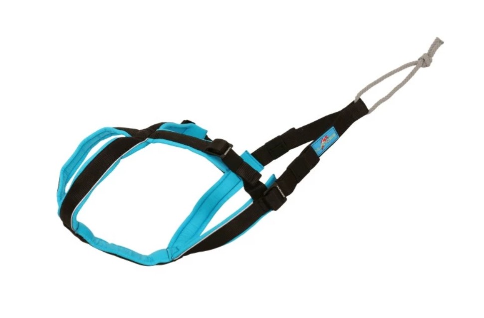 Comparatif 2026 : 5 meilleurs harnais canicross