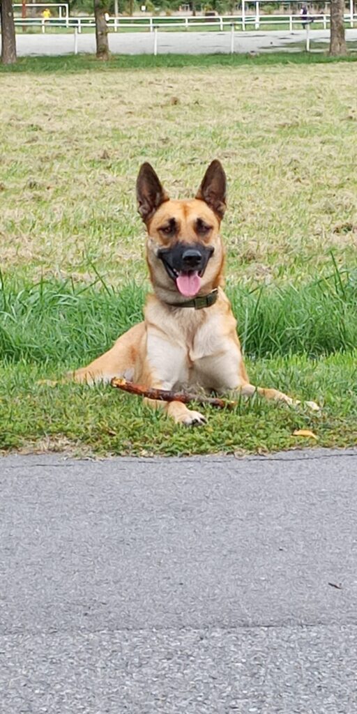 Malinois sportif sans laisse au parc des Argoulets à Toulouse