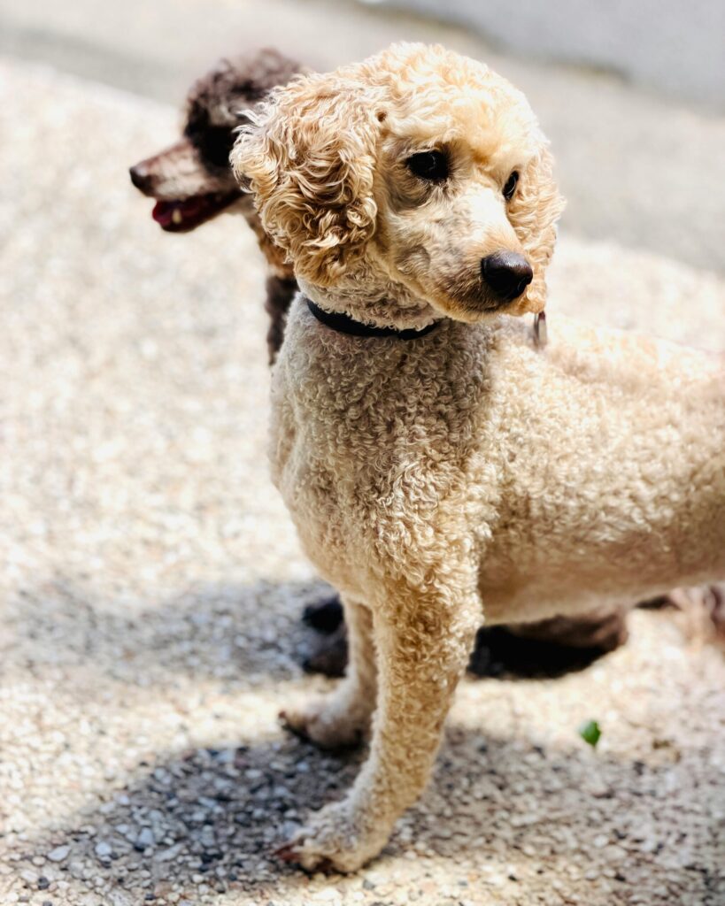 Caniche chien sportif : fiche de race