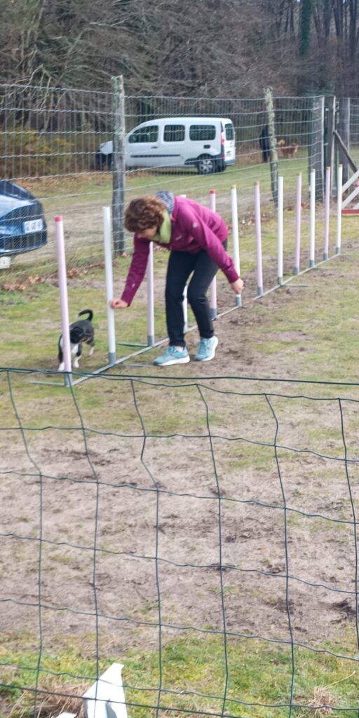 Slalom agility débutant en club